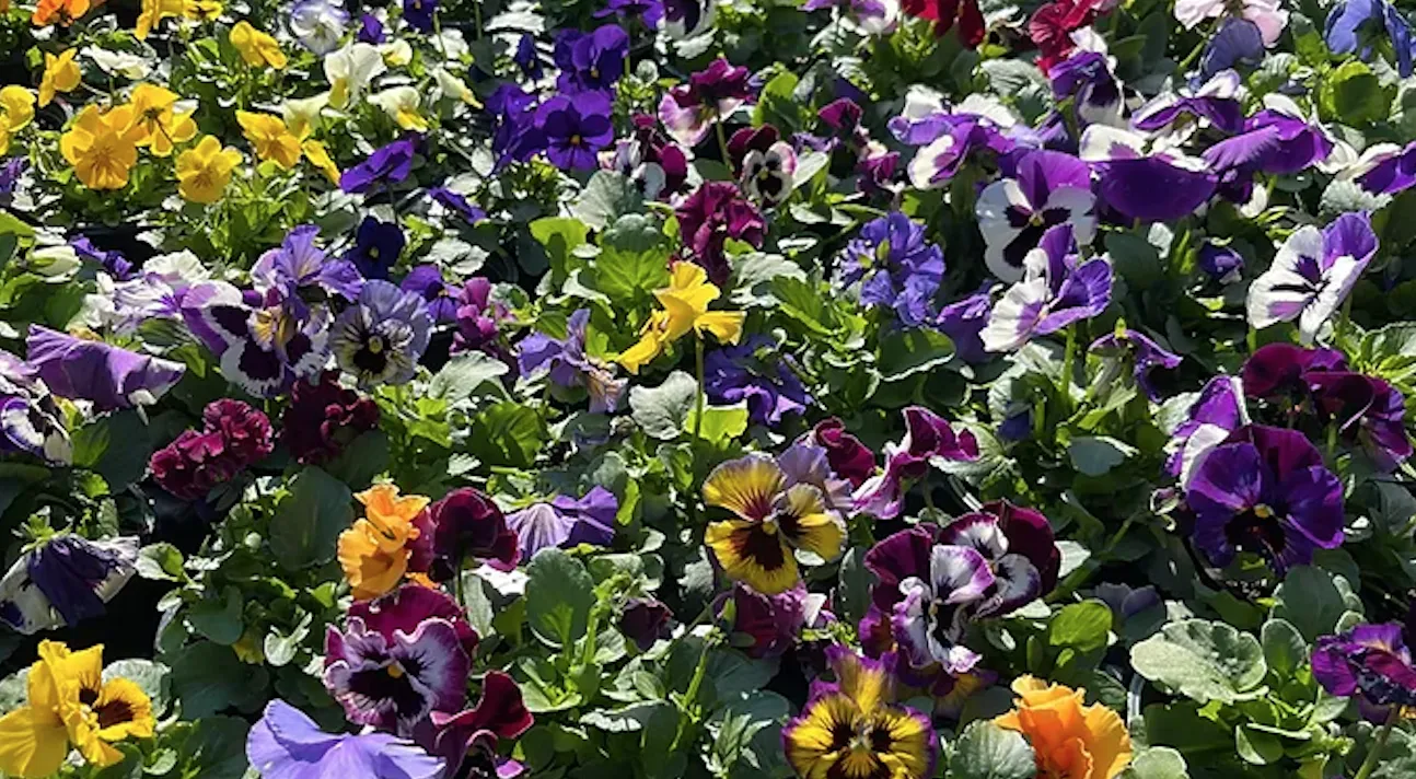The Living Earth Brings the Gifts of Nature 